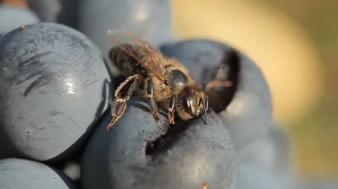 Macro, Beautiful Bee Eating Purple Sweet Grapes, Autumn, Close Up, Hive, Beehive 库存影片 8909577