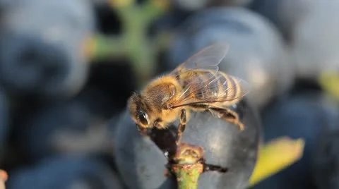 Macro, Beautiful Bee Eating Purple Sweet Grapes, Autumn, Close Up, Hive, Beehive Stock Footage 8909673