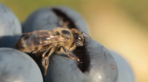 Macro, Beautiful Bee Eating Purple Sweet Grapes, Autumn, Close Up, Hive, Beehive Stock-Footage 8913476