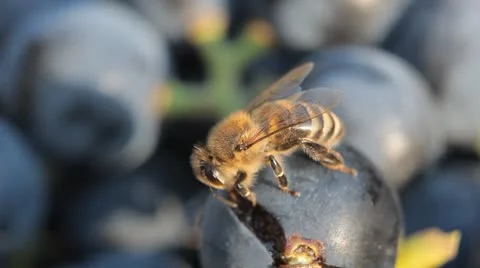 Macro, Beautiful Bee Eating Purple Sweet Grapes, Autumn, Close Up, Hive, Beehive Видео 8913546