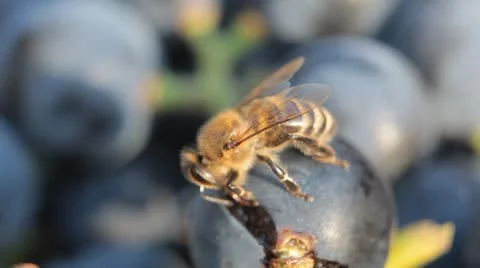 Macro, Beautiful Bee Eating Purple Sweet Grapes, Autumn, Close Up, Hive, Beehive Видео 8913794