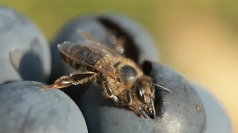 Macro, Beautiful Bee Eating Purple Sweet Grapes, Autumn, Close Up, Hive, Beehive Stock Footage 9455722