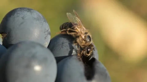 Macro, Beautiful Bee Eating Purple Sweet Grapes, Autumn, Close Up, Hive, Beehive Stockbeeldmateriaal 9474940