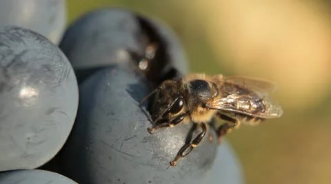 Macro, Beautiful Bee Eating Purple Sweet Grapes, Autumn, Close Up, Hive, Beehive 스톡 동영상 9489633