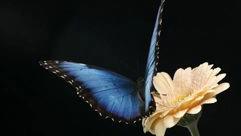 Macro beautiful blue morpho butterfly on pink daisy flower on black background Stock Footage 140240340