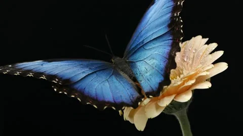 Macro beautiful blue morpho butterfly on pink daisy flower on black background Stock Footage 140628333