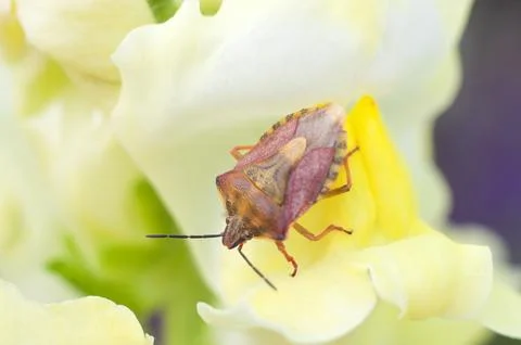 Macro beautiful bug sits on a snapdragon flower macro photography of insects Stock Photos