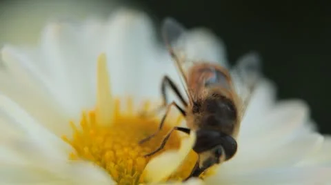Macro, Beautiful Bumble-Bee Pollinating Wonderful Flower in Summer, Hive Stockbeeldmateriaal 8838891