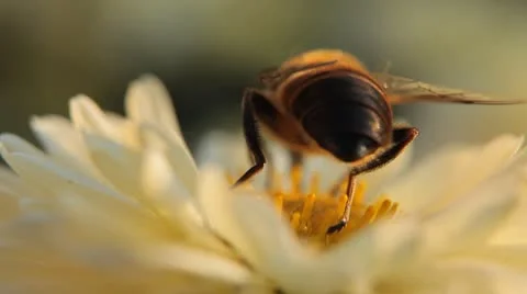 Macro, Beautiful Bumble-Bee Pollinating Wonderful Flower in Summer, Hive 動画素材 8838996