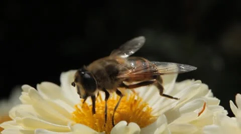 Macro, Beautiful Bumble-Bee Pollinating Wonderful Flower in Summer, Hive Stock-Footage 8839012