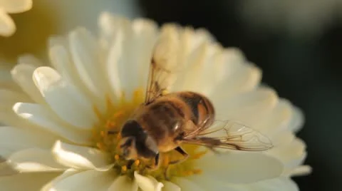 Macro, Beautiful Bumble-Bee Pollinating Wonderful Flower in Summer, Hive 動画素材 8839049