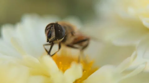 Macro, Beautiful Bumble-Bee Pollinating Wonderful Flower in Summer, Hive 動画素材 8839104