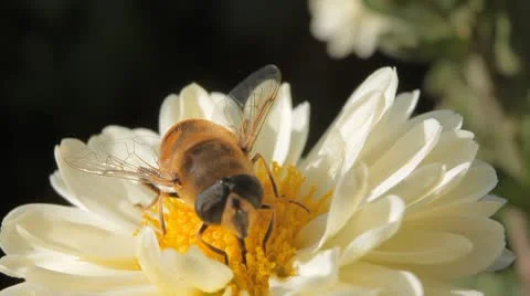 Macro, Beautiful Bumble-Bee Pollinating Wonderful Flower in Summer, Hive Stock Footage 8839117