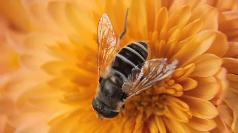 Macro, Beautiful Bumble-Bee Pollinating Wonderful Flower in Summer, Hive Stockbeeldmateriaal 8909308