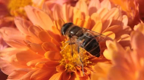 Macro, Beautiful Bumble-Bee Pollinating Wonderful Flower in Summer, Hive Stock-Footage 8909591