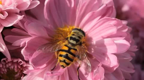 Macro, Beautiful Bumble-Bee Pollinating Wonderful Flower in Summer, Hive Video stock 8909951