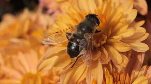 Macro, Beautiful Bumble-Bee Pollinating Wonderful Flower in Summer, Hive Stockbeeldmateriaal 8909989