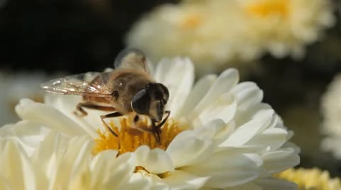 Macro, Beautiful Bumble-Bee Pollinating Wonderful Flower in Summer, Hive 스톡 동영상 8911267