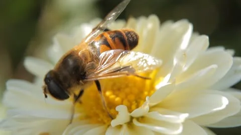 Macro, Beautiful Bumble-Bee Pollinating Wonderful Flower in Summer, Hive Видео 8913446