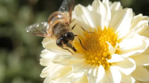 Macro, Beautiful Bumble-Bee Pollinating Wonderful Flower in Summer, Hive Stock-Footage 8913689