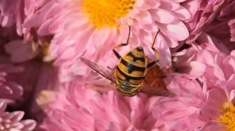 Macro, Beautiful Bumble-Bee Pollinating Wonderful Flower in Summer, Hive Vídeo Stock 8913757
