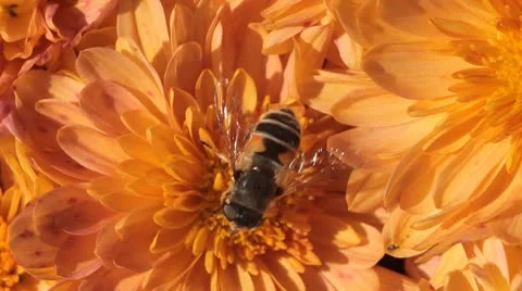Macro, Beautiful Bumble-Bee Pollinating Wonderful Flower in Summer, Hive Stock Footage 8913765