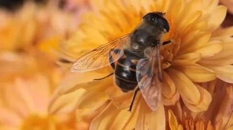 Macro, Beautiful Bumble-Bee Pollinating Wonderful Flower in Summer, Hive Видео 8913778