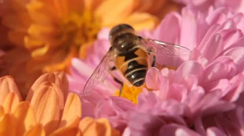 Macro, Beautiful Bumble-Bee Pollinating Wonderful Flower in Summer, Hive Vídeos de archivo 9470464