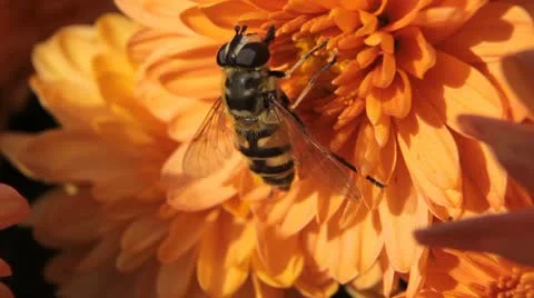 Macro, Beautiful Bumble-Bee Pollinating Wonderful Flower in Summer, Hive Vídeos de archivo 9490418