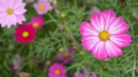 Macro of beautiful daisy or Cosmos bipinnata Cav in the wind Stock Footage 83187004