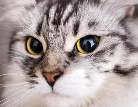 Macro of a beautiful gray cat Stock Photos