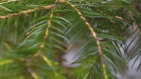 Macro of beautiful green pine needles, dolly right Stock Footage 194708321