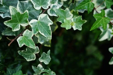 Macro of beautiful, lush green leaves of Common Ivy. With blurry background and Stock Photos