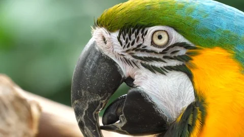 Macro Beautiful Macaw Parrot Bird Eye Close Up, Tropical Nature Color Wildlife Video stock 121455417