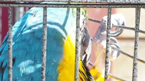 Macro Beautiful Macaw Parrot Bird in zoo Stock-Footage 138620370