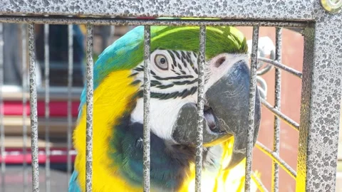 Macro Beautiful Macaw Parrot Bird in zoo Stock Footage 138621135