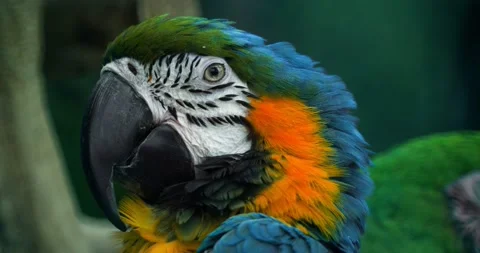 Macro Beautiful Macaw Parrot Bird Eye Close Up, Tropical Nature Color Wildlife Stock Footage 150597953
