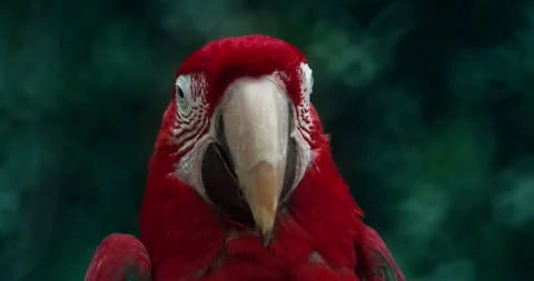 Macro Beautiful Macaw Parrot Bird Eye Close Up, Tropical Nature Color Wildlife Stock Footage 150978286