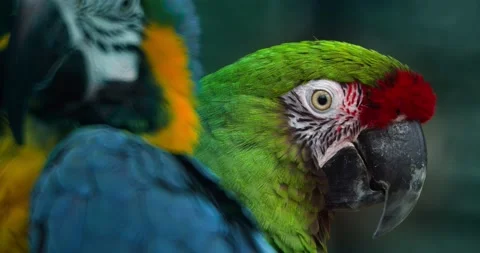 Macro Beautiful Macaw Parrot Bird Eye Close Up, Tropical Nature Color Wildlife Stock Footage 150978491