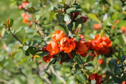 Macro of beautiful orange small cotoneaster flowering shrubs in the sunshine Foto stock