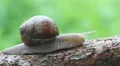 Macro of beautiful snail crawling in nature. Helix pomatia. 2 HD Footage