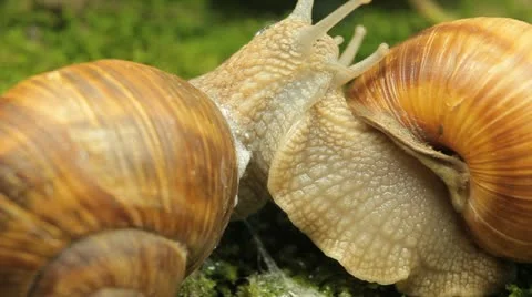 Macro Beautiful Two Snails Falling in love, Close Up View of Crawling Snails Stock Footage 12521321