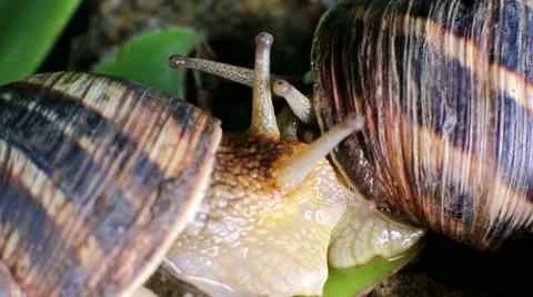 Macro Beautiful Two Snails Falling In Love, Close Up View Of Crawling Snails Stock Footage 52426118