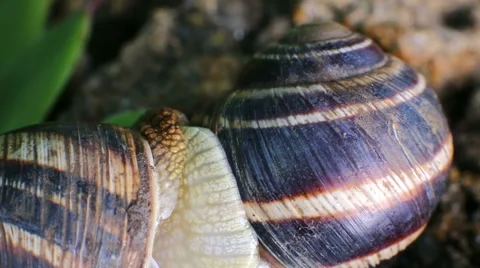 Macro Beautiful Two Snails Falling In Love, Close Up View Of Crawling Snails Stock Footage 52426504