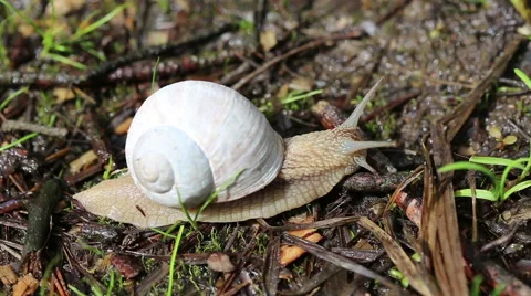Macro beautiful white snail crawling in nature. Snail. Stock Footage 50017109