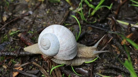 Macro beautiful white snail crawling in nature. Snail. Stock Footage 50017256