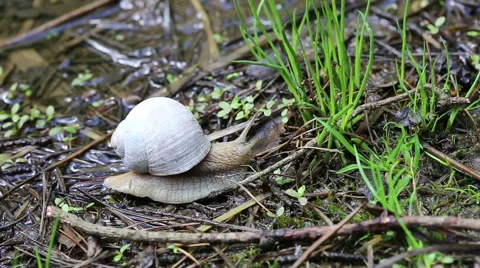 Macro beautiful white snail crawling in nature. Snail. Stock Footage 50017447