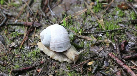 Macro beautiful white snail crawling in nature. Snail. Stock Footage 50017707