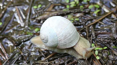 Macro beautiful white snail crawling in nature. Snail. Stock Footage 50018002