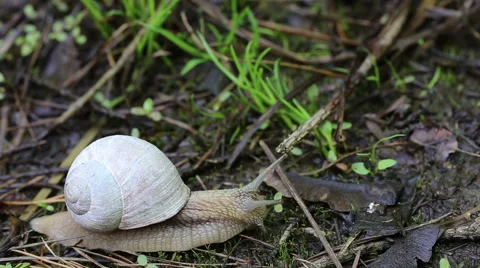 Macro beautiful white snail crawling in nature. Snail. Stock Footage 50018140